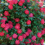 Rose, Double Knock Out Red #3