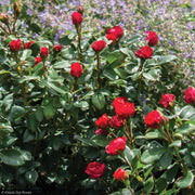 Rose, Knock Out Petite Red #2