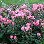 Rose, Knock Out Pink #3