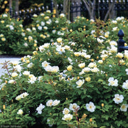 Rose, Knock Out Sunny #3