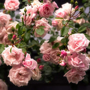 Rose, New Dawn, Climber #5