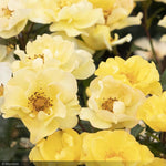 Load image into Gallery viewer, Rose, Nitty Gritty, Yellow #5
