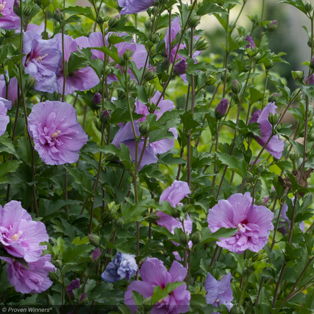 Rose of Sharon, Lavender Chiffon #7 PT