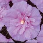 Load image into Gallery viewer, Rose of Sharon, Lavender Chiffon #7 PT
