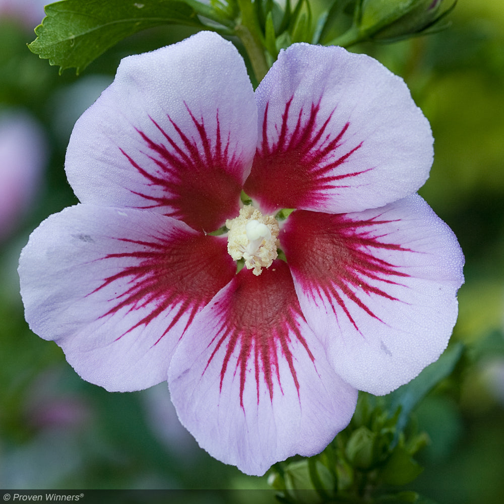 Rose of Sharon, Orchid Satin #7 PT