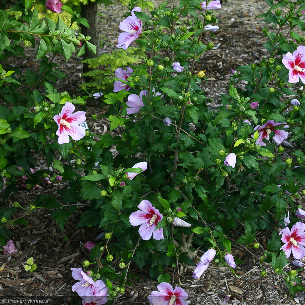 Rose of Sharon, Orchid Satin #7 PT