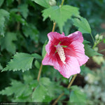 Load image into Gallery viewer, Rose of Sharon, Red Pillar #3
