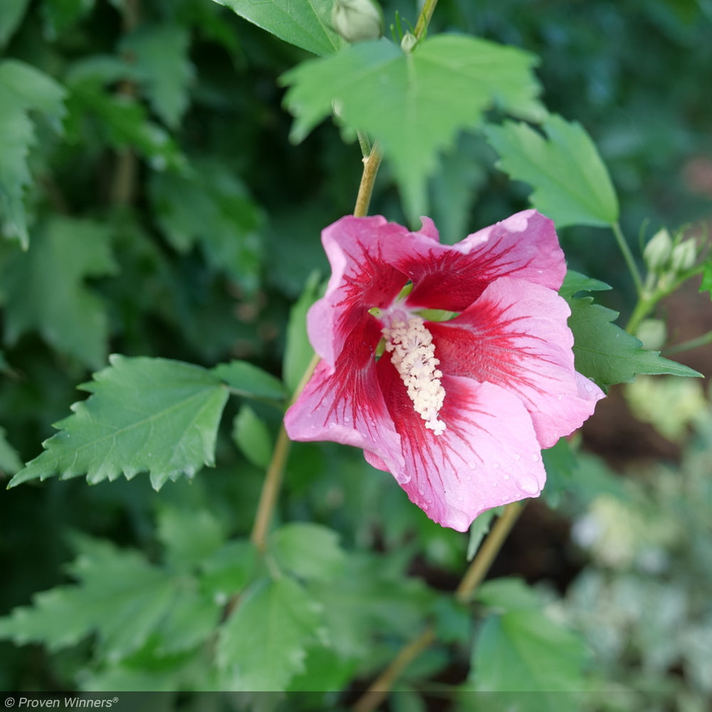 Rose of Sharon, Red Pillar #3