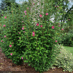 Load image into Gallery viewer, Rose of Sharon, Red Pillar #3
