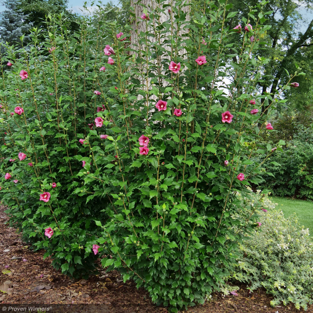 Rose of Sharon, Red Pillar #3