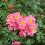 Load image into Gallery viewer, Rose, Oso Easy Double Pink #3
