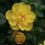 Load image into Gallery viewer, Rose, Oso Easy Lemon Zest #3
