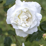 Load image into Gallery viewer, Rose, White Dawn #3 Climber
