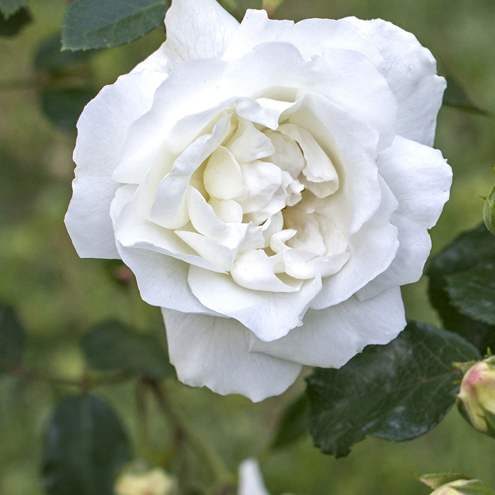 Rose, White Dawn #3 Climber