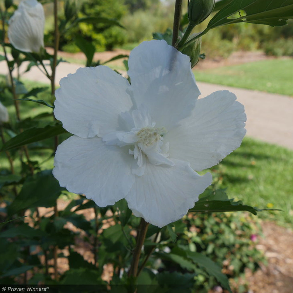 Rose of Sharon, White Pillar #3