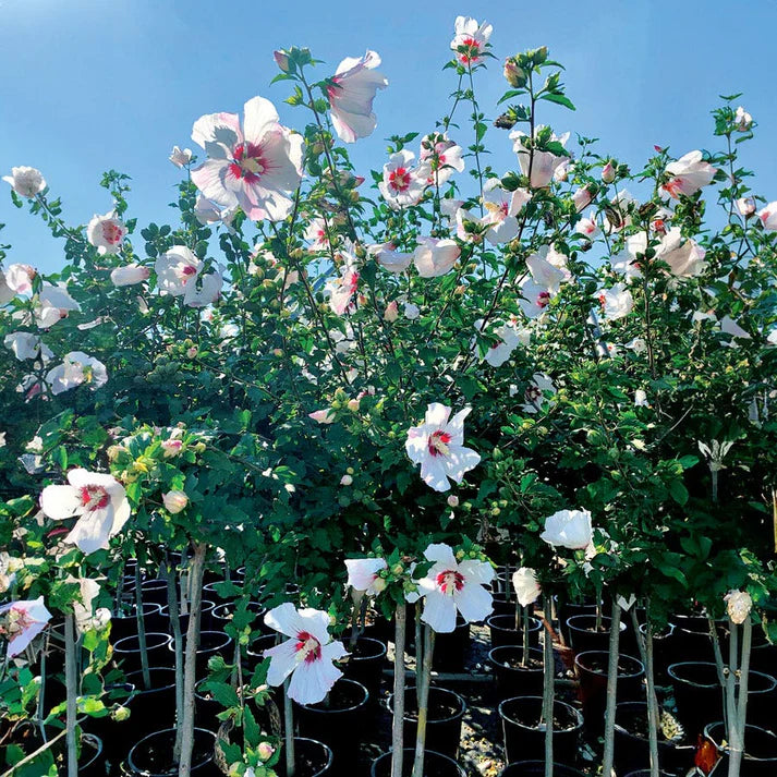Rose of Sharon, Red Heart #10 PT