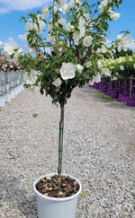 Load image into Gallery viewer, Rose of Sharon, White Chiffon #10 PT
