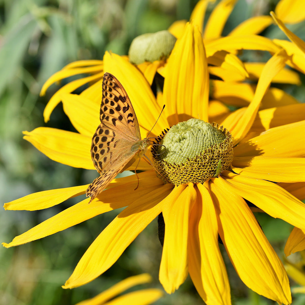 Black-Eyed Susan, Autumn Sun #2