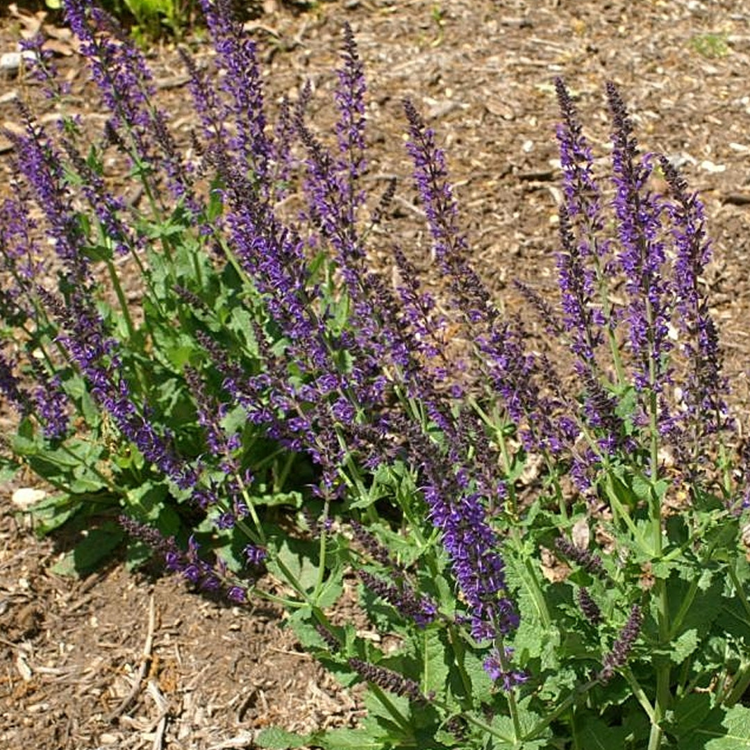 Salvia, April Night #2