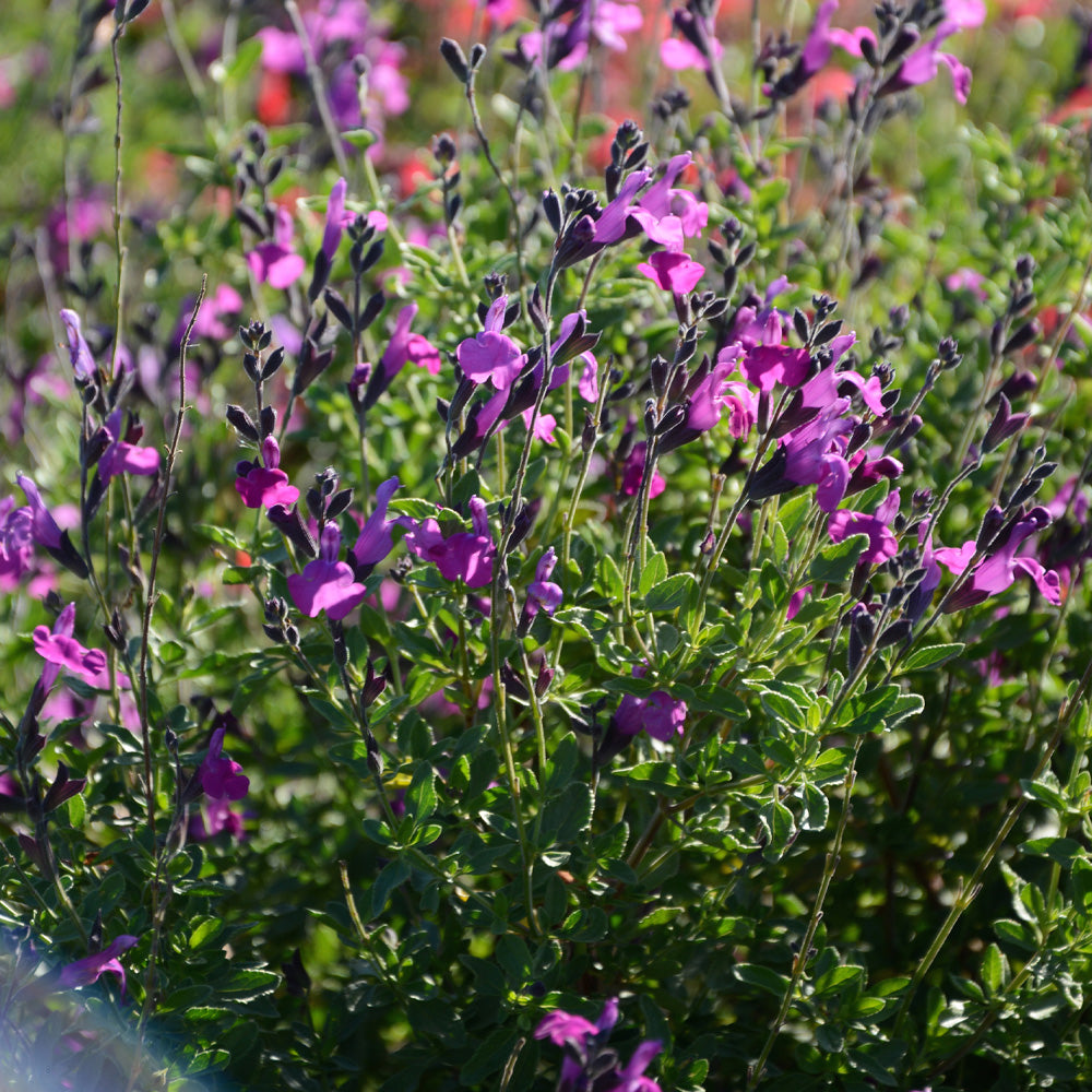 Salvia, Arctic Blaze Purple #1