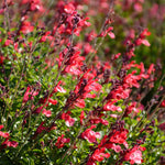 Load image into Gallery viewer, Salvia, Arctic Blaze Red #1