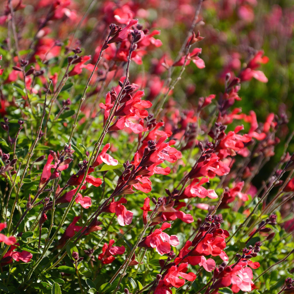 Salvia, Arctic Blaze Red #1