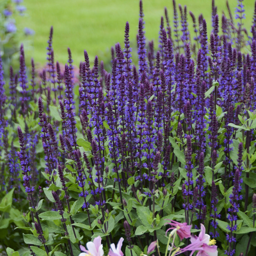 Salvia, Caradonna Qt