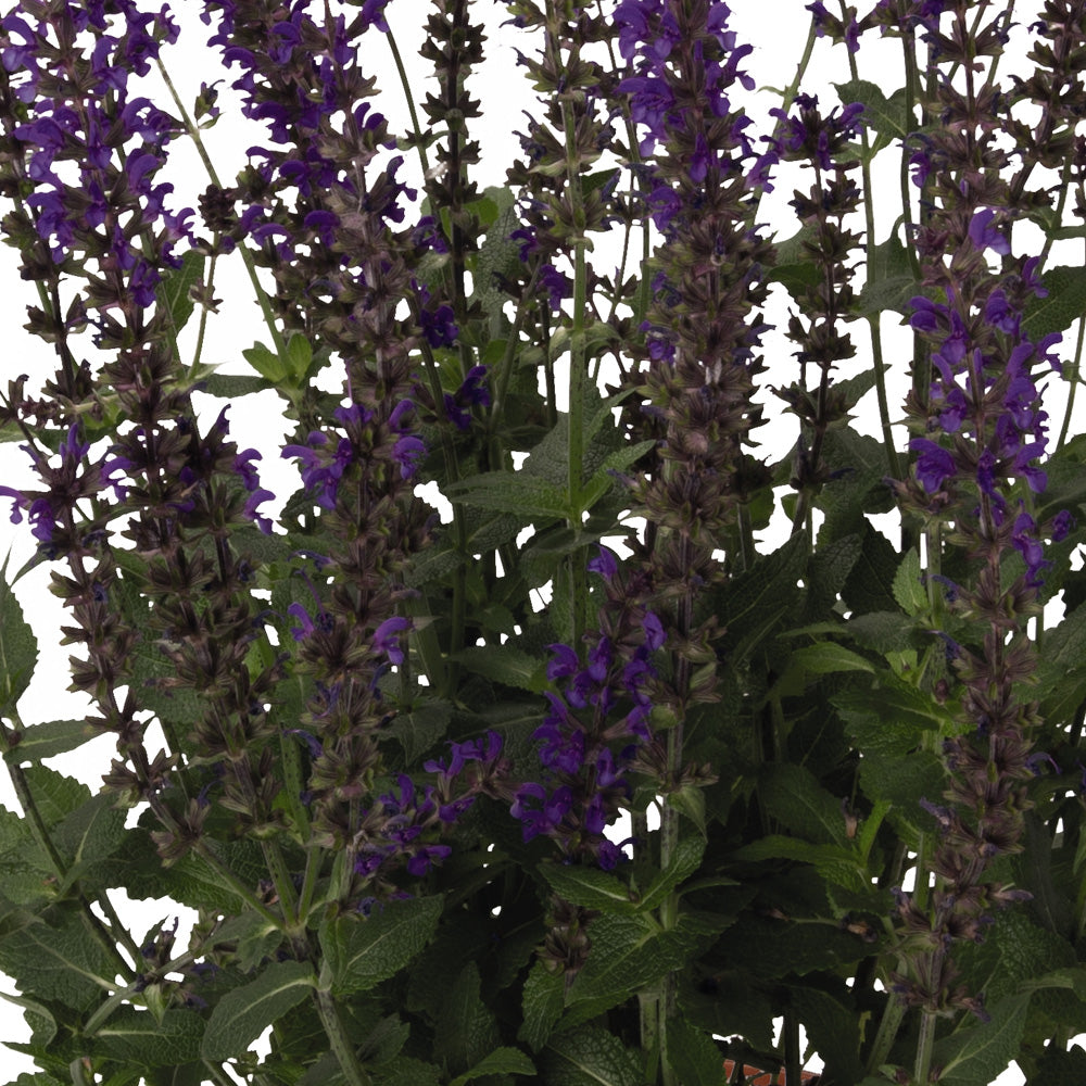 Salvia, Caramia Qt