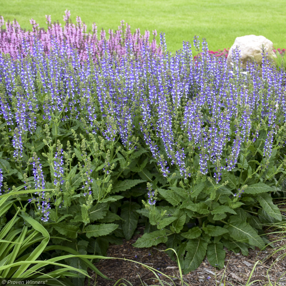 Salvia, Color Spires Azure Snow #1