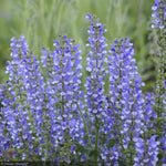 Load image into Gallery viewer, Salvia, Color Spires Azure Snow #1
