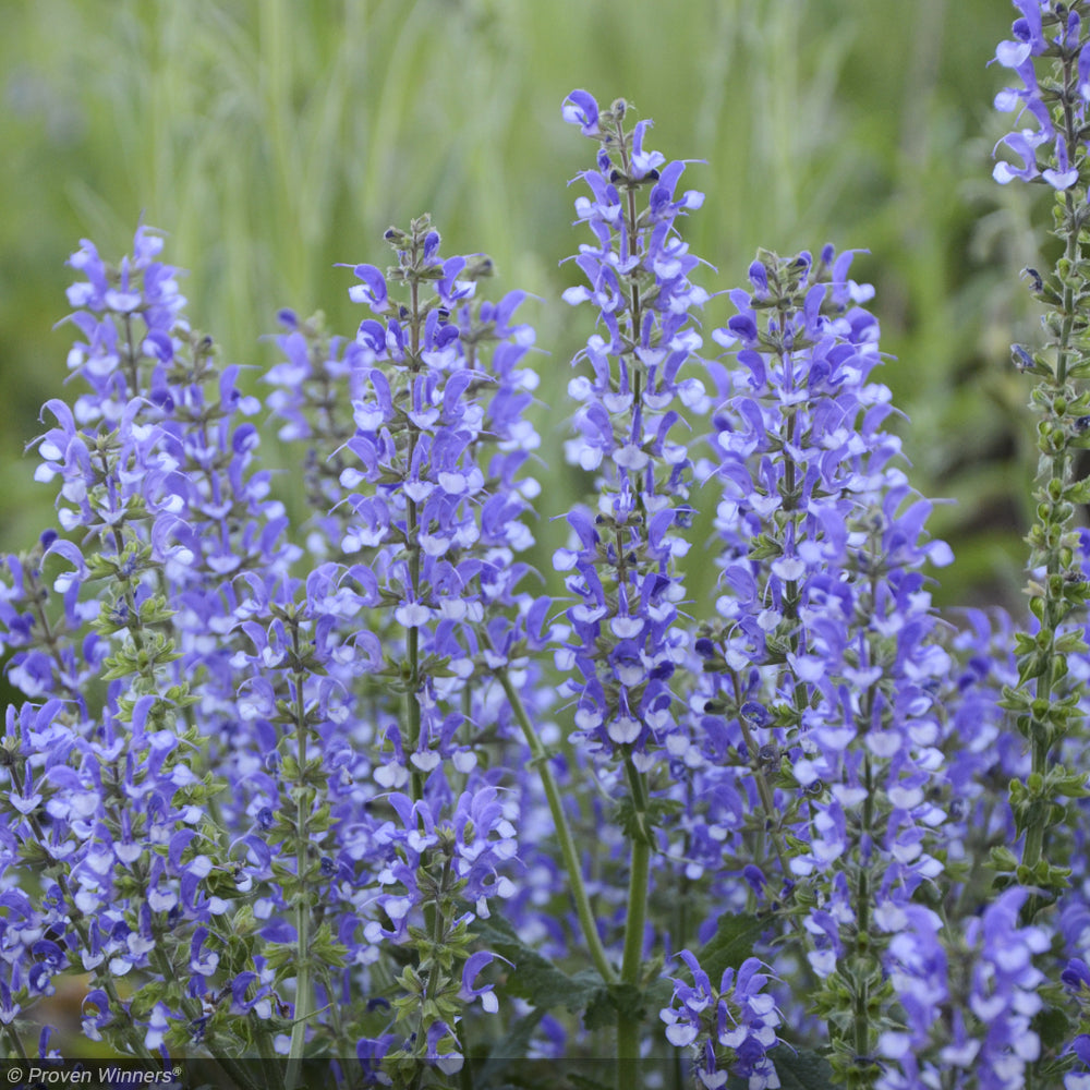 Salvia, Color Spires Azure Snow #1