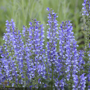 Salvia, Color Spires Azure Snow #1