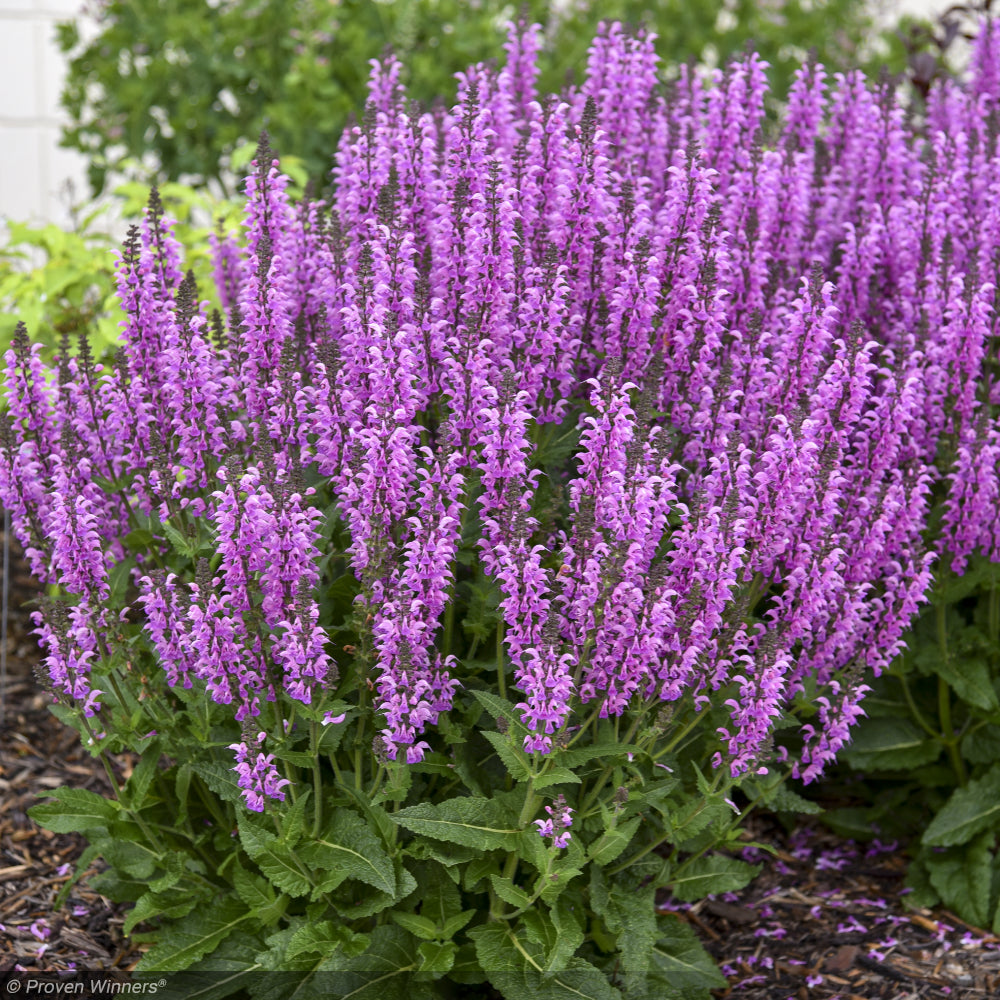 Salvia, Color Spires Back to the Fuchsia #1