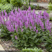 Salvia, Color Spires Back to the Fuchsia #1