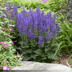 Load image into Gallery viewer, Salvia, Color Spires Indiglo Girl #1
