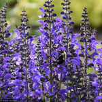 Load image into Gallery viewer, Salvia, Color Spires Indiglo Girl #1
