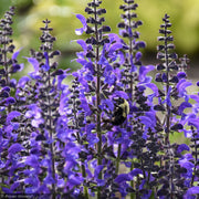 Salvia, Color Spires Indiglo Girl #1