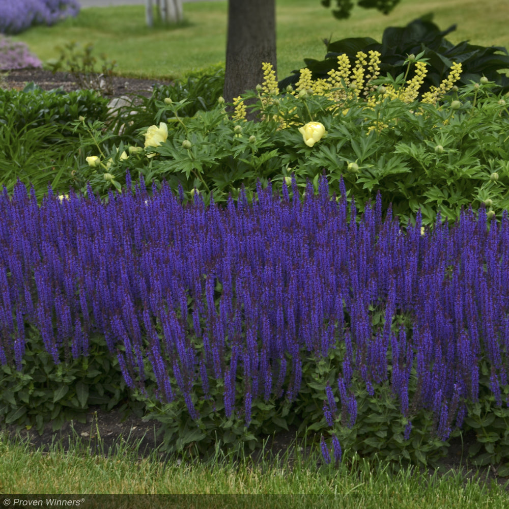 Salvia, Color Spires Violet Riot #1