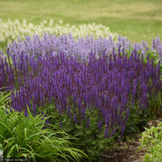 Salvia, Color Spires Violet Riot #1