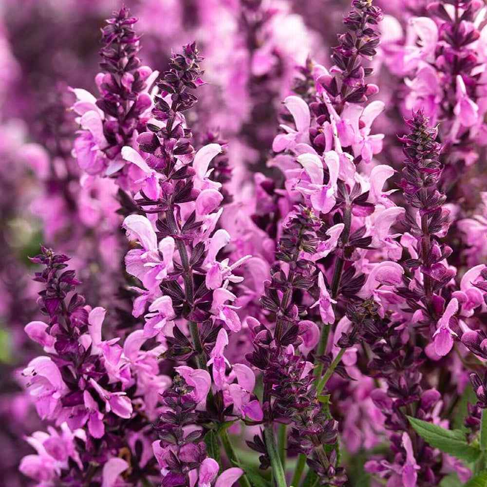 Salvia, Pink Nebula #1