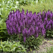 Salvia, Pink Profusion #1