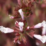 Load image into Gallery viewer, Salvia, Purple Knockout #1