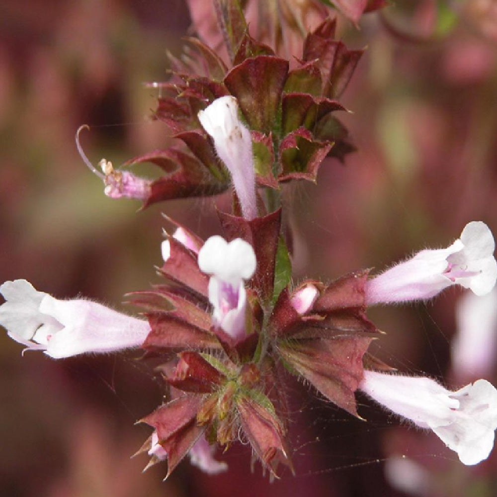 Salvia, Purple Knockout #1