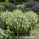 Load image into Gallery viewer, Salvia, White Profusion #1
