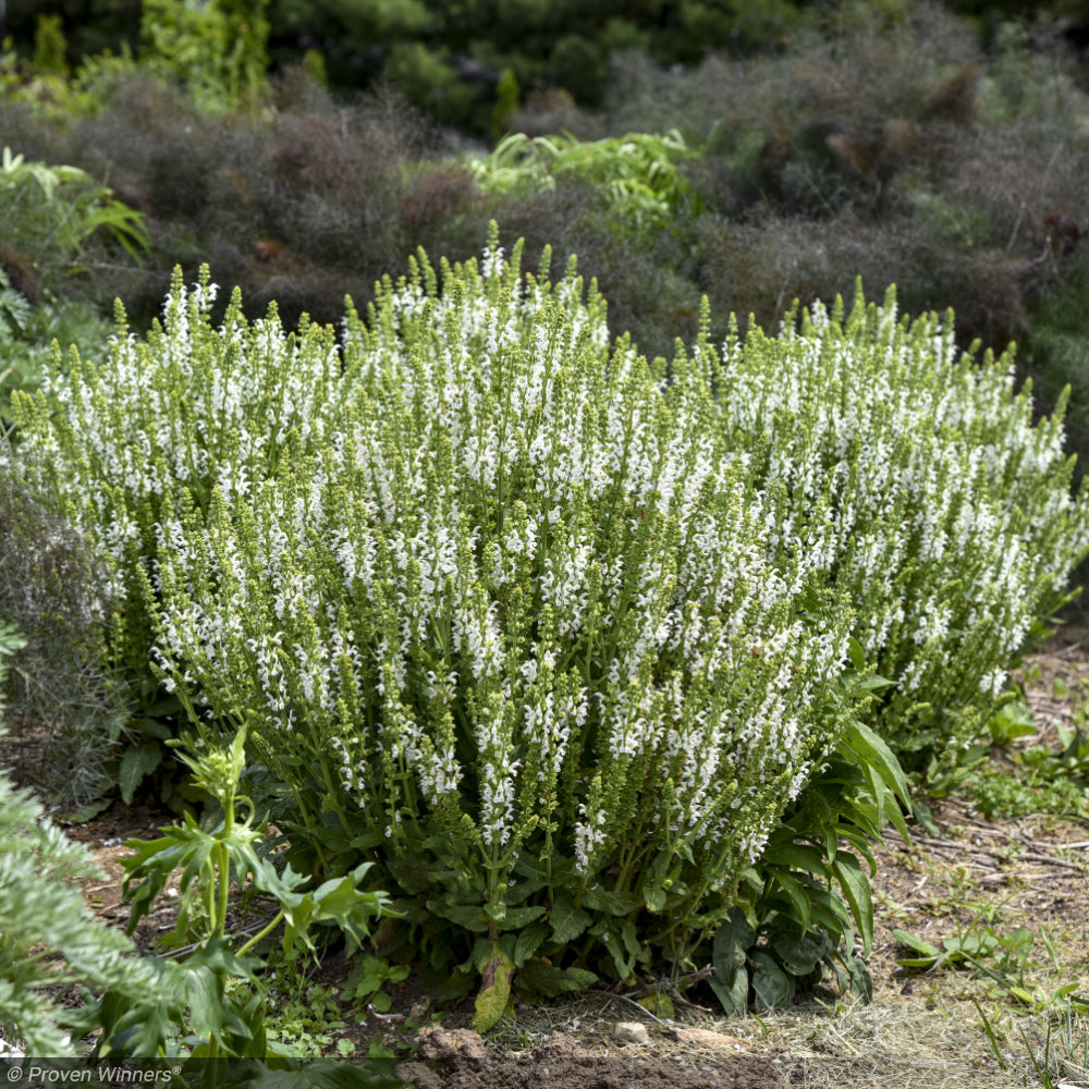 Salvia, White Profusion #1