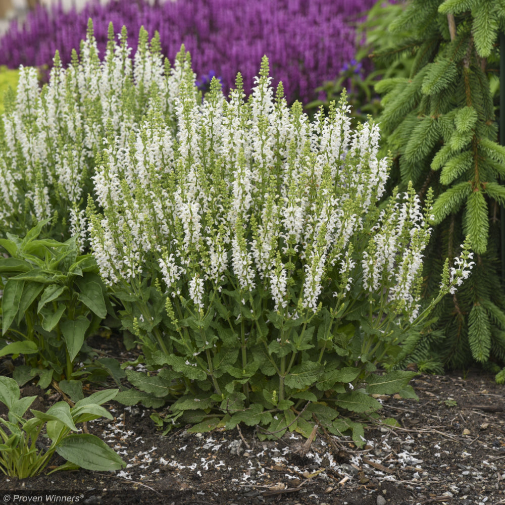 Salvia, White Profusion #1