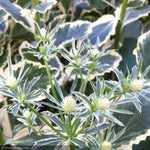 Load image into Gallery viewer, Sea Holly, Jade Frost #1
