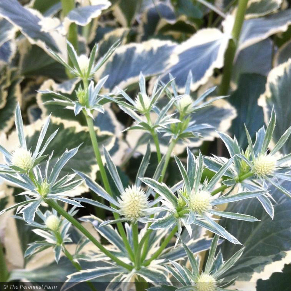 Sea Holly, Jade Frost #1