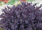 Load image into Gallery viewer, Sedum, SunSparkler Plum Dazzled #1