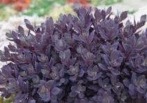 Sedum, SunSparkler Plum Dazzled #1